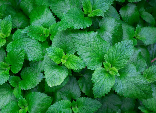 Refresh Your Hair and Scalp with Mint Extract